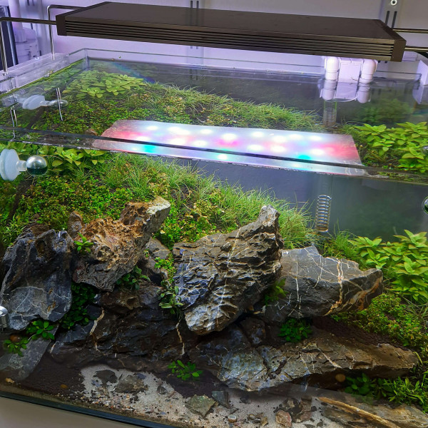 Kieselalgen-im-Aquarium-erkennen-und-bekaempfenrfHGtfuvxVNZQ