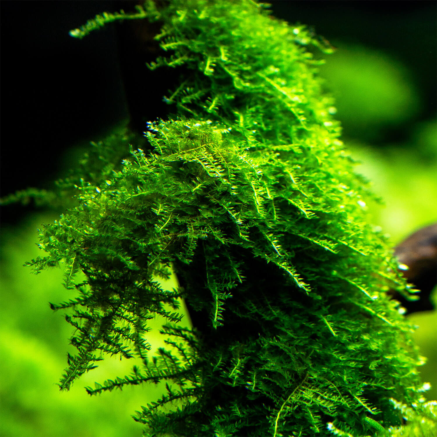 Christmas Moos, ein Aquarium Moos aus Asien