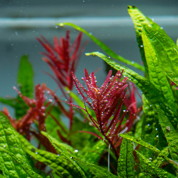 Aquarium Pflanzen für viel Sauerstoff | Sauerstoffproduktion