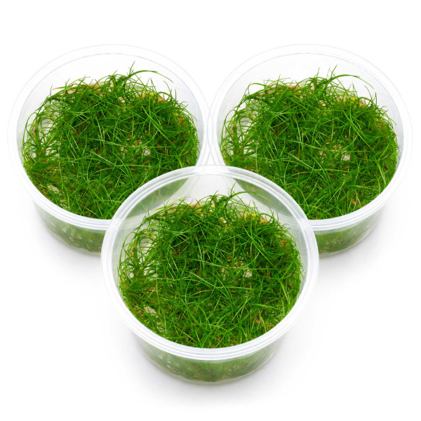 3x Eleocharis sp. "Mini" - Mini-Nadelsimse - in vitro 5,5cm