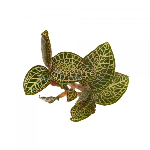 Juwelorchideen Set: 3-4 verschiedene Juwelorchideen (Macodes) | Terrarium - WabiKusa Set