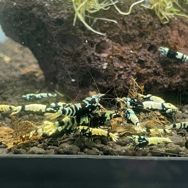 TaiTiBee | Black Metallic Advanced Nanashi Mosura Tiger Garnele MIX 10er Gruppe
