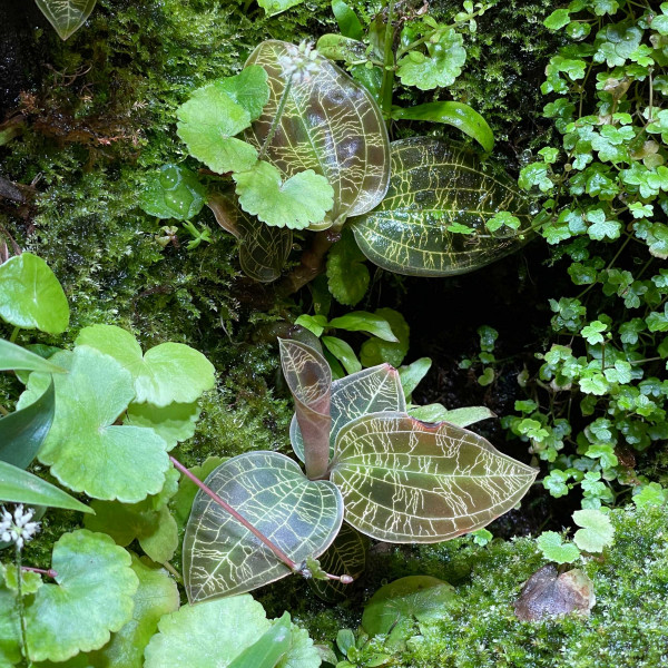 Macodes petola Juwelorchidee im terrarium
