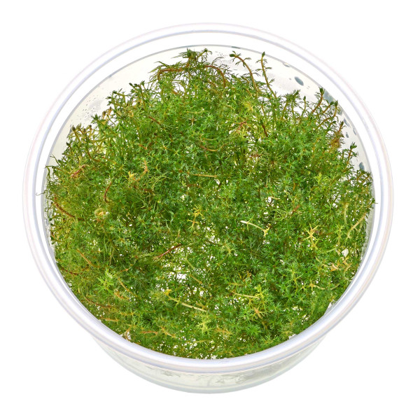 Hippuris vulgaris | Tannenwedel - in vitro 8,5cm