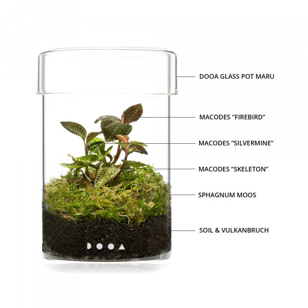 DOOA Glass Pot Maru Set Flaschengarten Wabi-Kusa mit Macodes Petola Juwelorchidee Inhalt