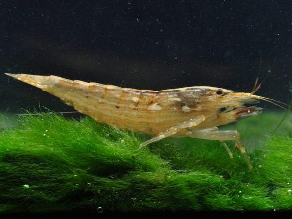 Fächergarnele, Molukkenfächergarnele, Atyopsis moluccensis