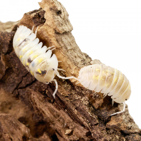 Armadillidium depressum "Magic Potion" | DNZ