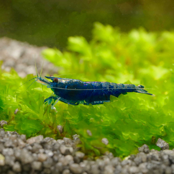 Blue Sapphire Garnele - Blaue Saphir Neocaridina