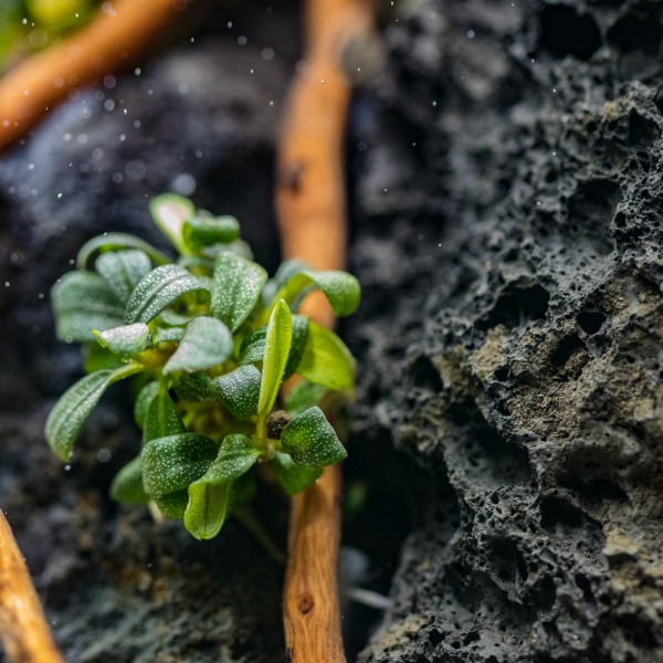 Bucephalandra & Anubias Aufsitzerpflanzen Set – Mix für Aquascaping/Nano Aquarium