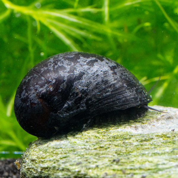 Napfschnecke