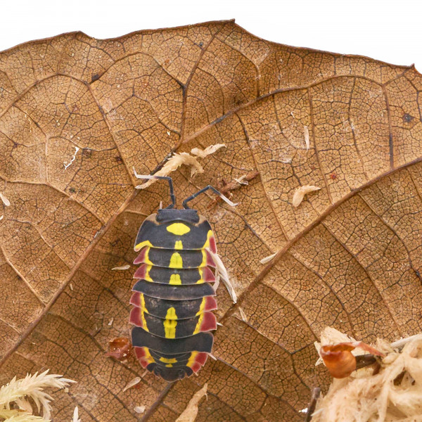 Merulanella sp. "Red Diablo" - DNZ