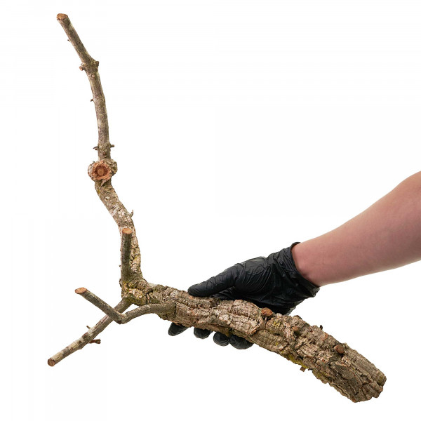 Naturkorkäste für Terrarium| Kork-Tronchos - ca. 60cm vNaturkorkäste für Terrarium| Kork-Tronchos - ca. 60cm Einzeln