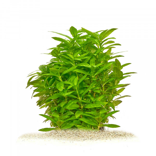 staurogyne repens pflanze für diskus