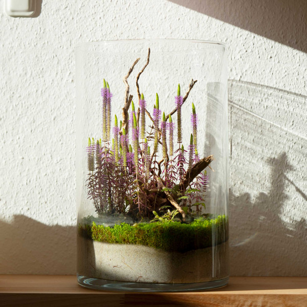 Greenscaping Wabi Care | Wabi-Kusa Pflege + Dünger