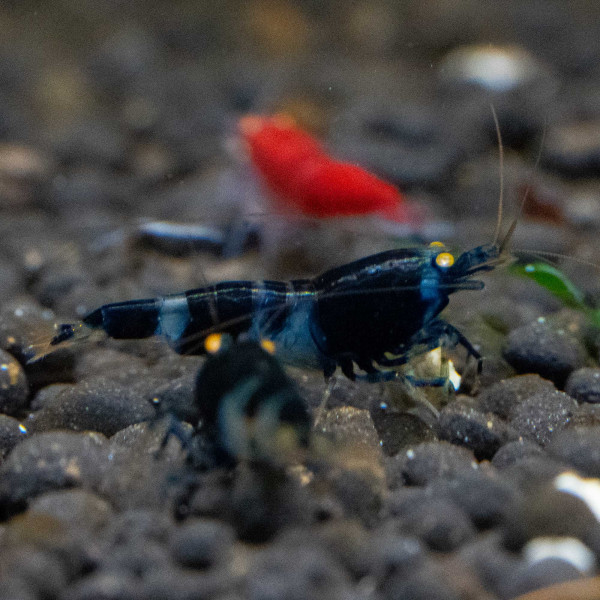 Blue Devil OE