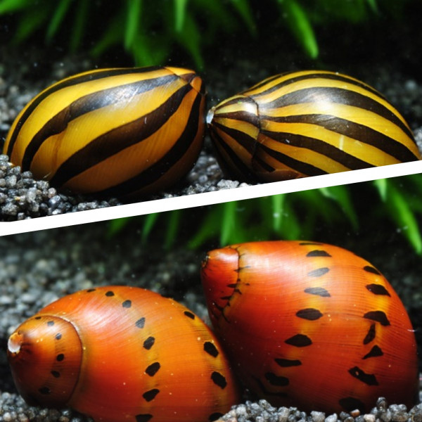Rennschnecken_im_Aquarium