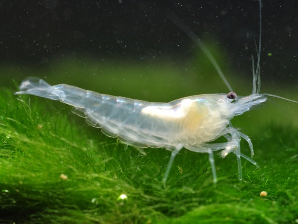 White-Pearl-Garnele-2