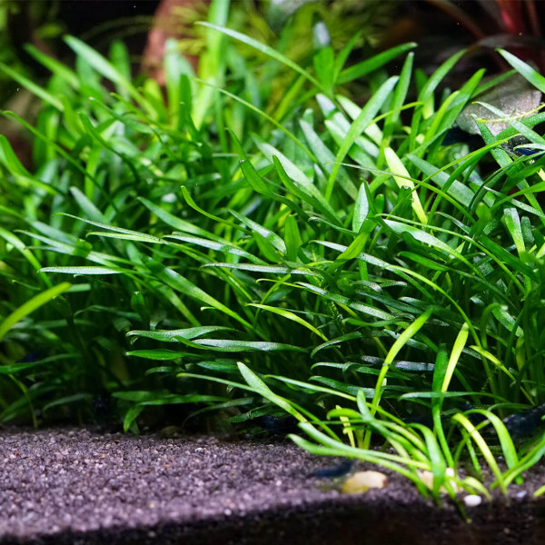 3x Cryptocoryne parva - Kleiner Wasserkelch - in vitro
