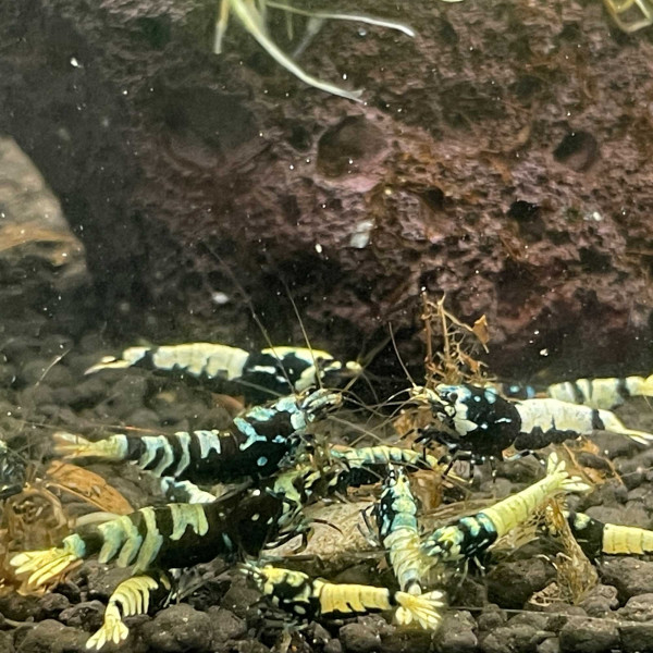 TaiTiBee | Black Metallic Advanced Nanashi Mosura Tiger Garnele MIX 10er Gruppe