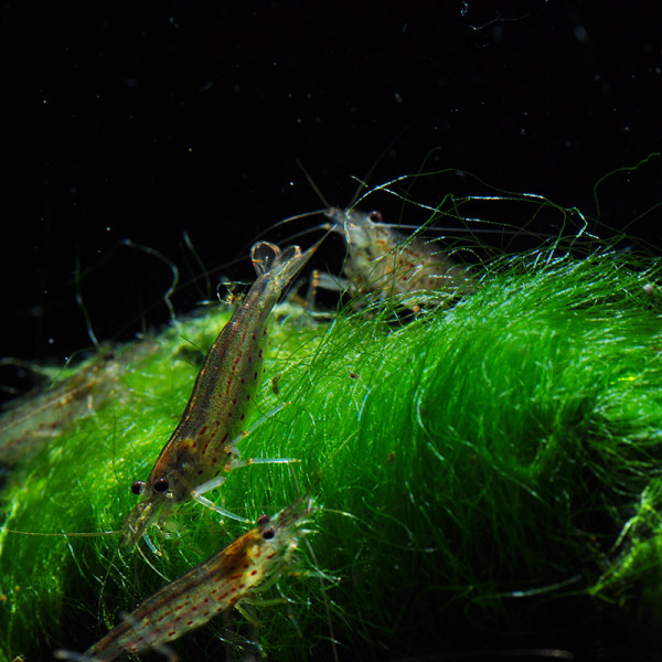Amanogarnelen-Algenfresser-im-Aquarium