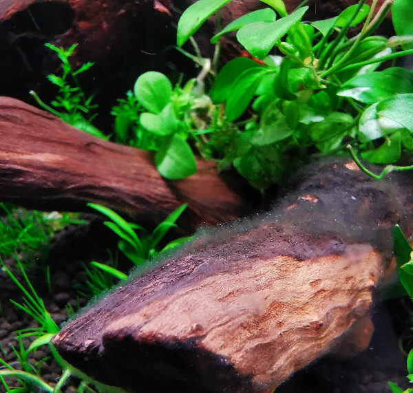 Bakterienrasen-im-Aquarium-auf-WurzelvPg5lwwuSOYvB