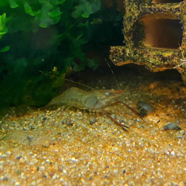 Ringelhandgarnele | Macrobrachium assamense - DNZ