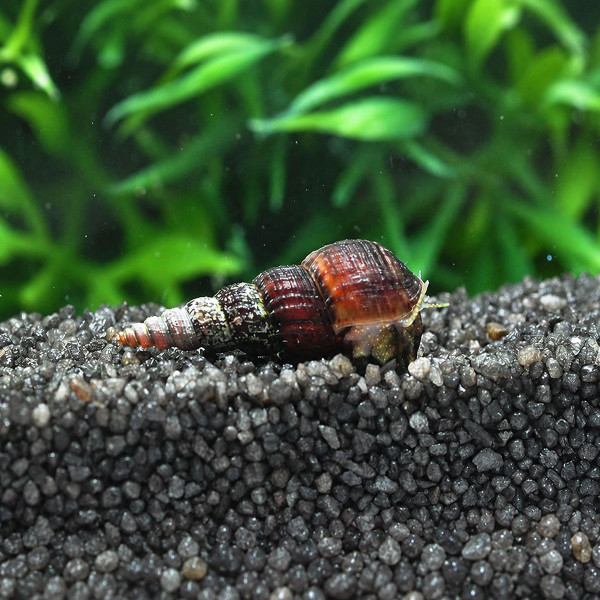 Schwarze Turmdeckelschnecke