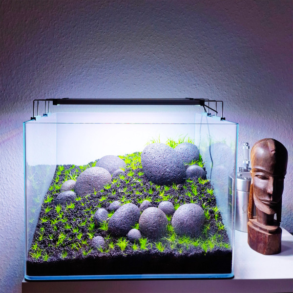Flusssteine Zen Pebbles mit Eleocharis Mini