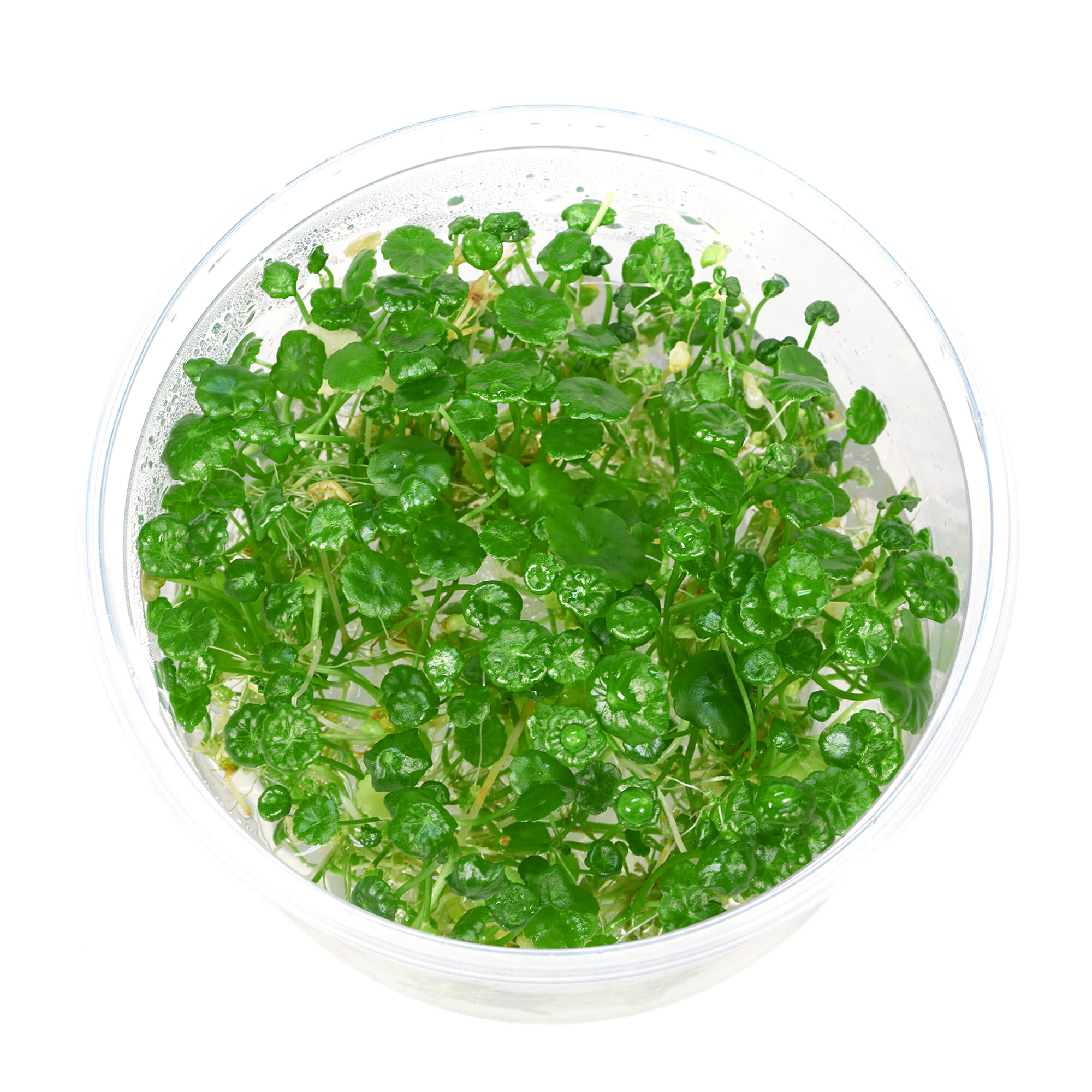 Hydrocotyle verticillata In-Vitro
