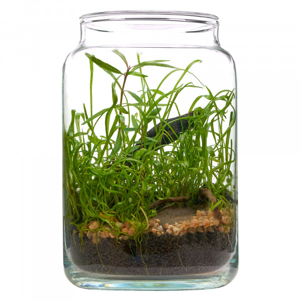 Flaschengarten Wabi-Kusa Set | LED inkl. Glas