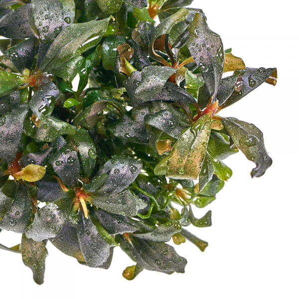 Bucephalandra lamandau "Mini Red" - Baby Plant Mini-Ableger