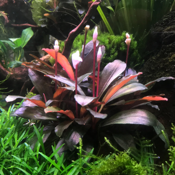 Bucephalandra-serimbu-brown-im-Aquarium-2-1300x1300-96N400gSd6iaBjS