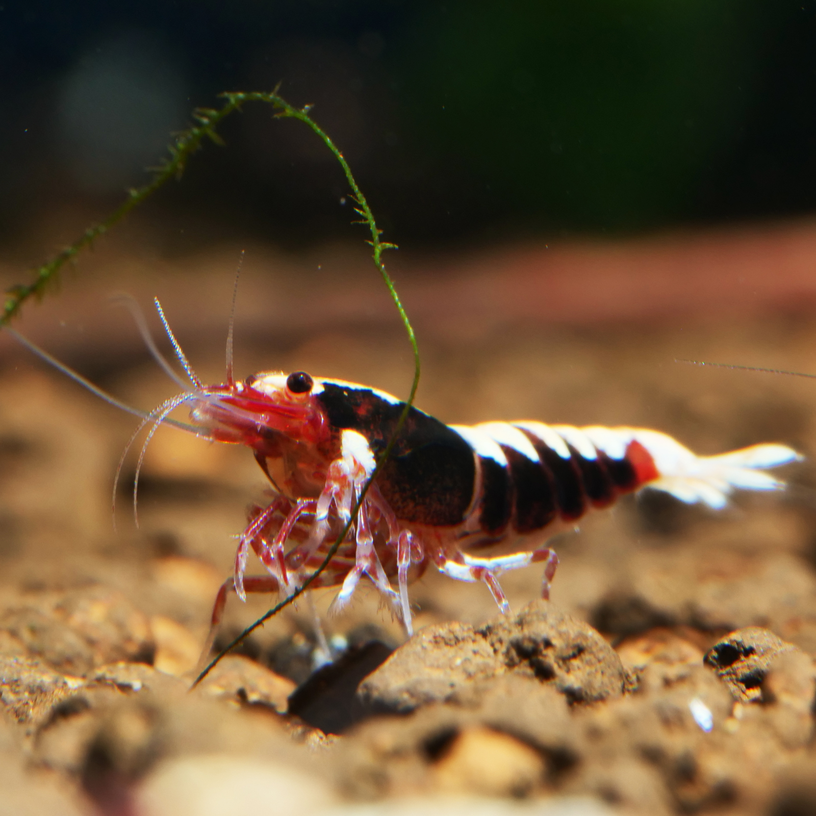 Die beliebte Hochzucht-Form Galaxy Fishbone