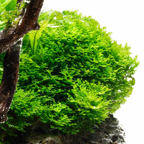 Riccardia chamedryfolia | Korallenmoos - Becher 5,5cm