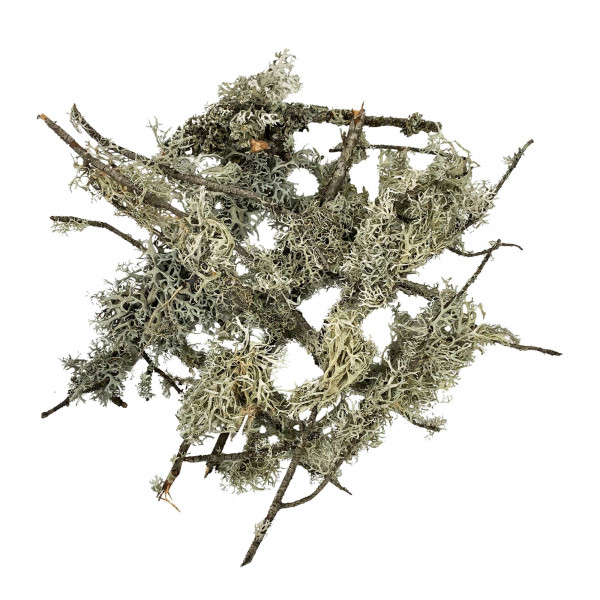WIOdecor-Linchen | LICHEN BRANCHES - 100g - 5-30cm | Flechten