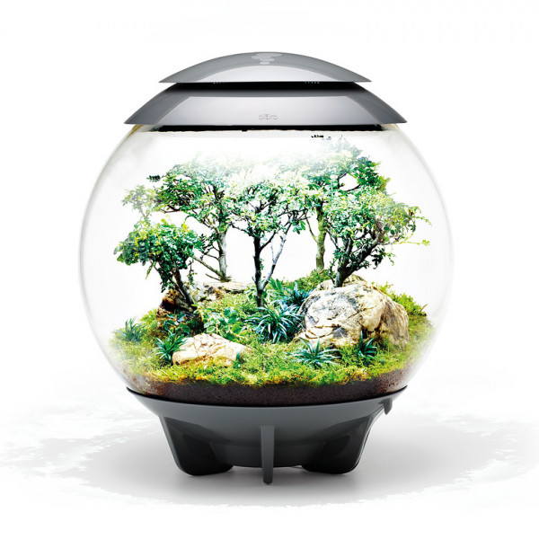 Oase biOrb AIR 60 | Automatisches Pflanzenterrarium