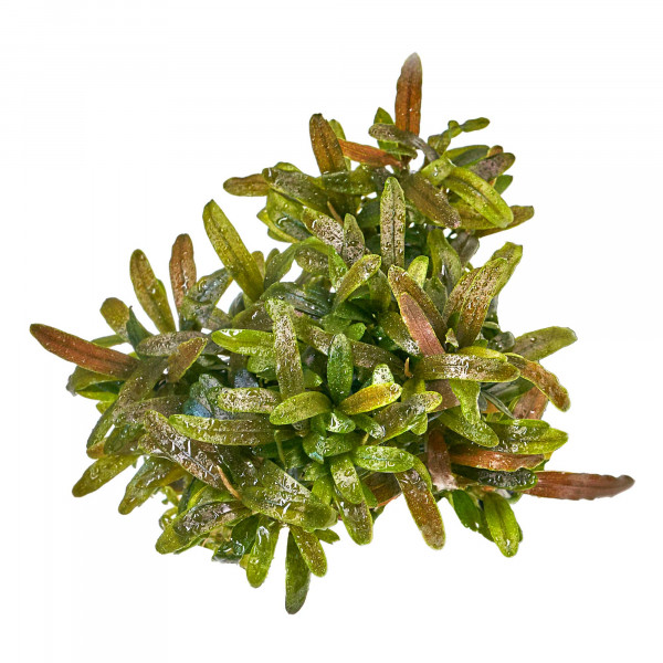 Mini Aufsitzerpflanzen Set - Baby Plants für Aquascaping & Nano-Becken
