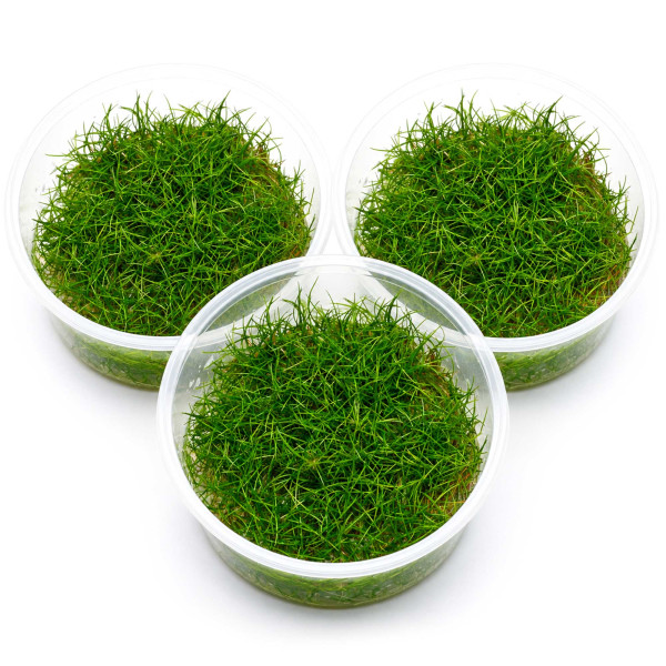 3x Eleocharis sp. "Mini" - Mini-Nadelsimse - in vitro 8,5cm