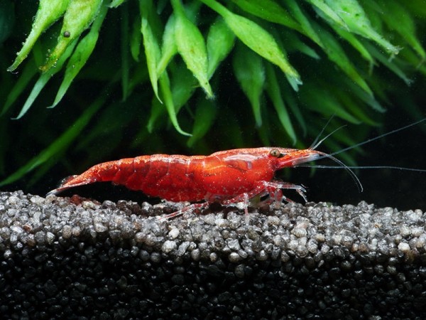 Anfänger Garnelen Set | Neocaridina Mix für Einsteiger