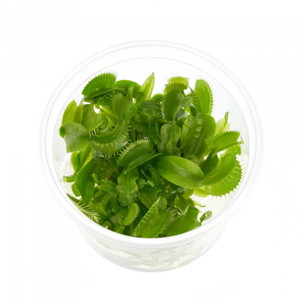 Venusfliegenfalle in vitro