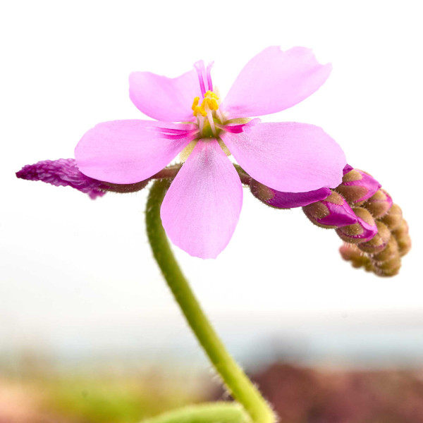 Drosera capensis | Kap Sonnentau (Fleischfressende Pflanze) - in vitro - Ø 5,5cm