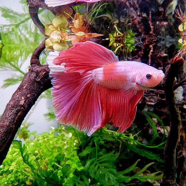 Dennerle Betta Care, 250ml | Wasserzusatz für Kampffische