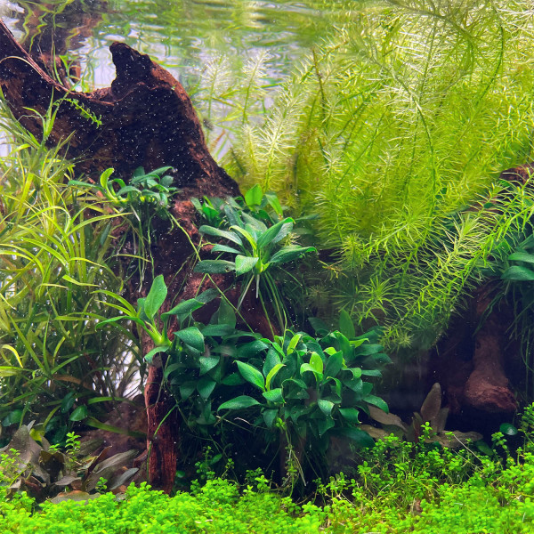 Anubias barteri var. nana "Pangolino" - Baby Plant Mini-Ableger