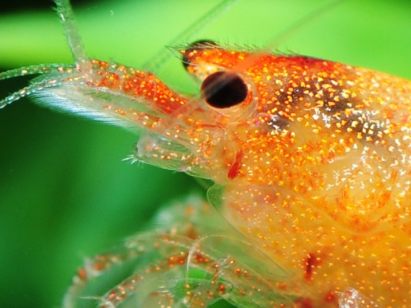 Taiwan Bee Red Bolt-Garnele