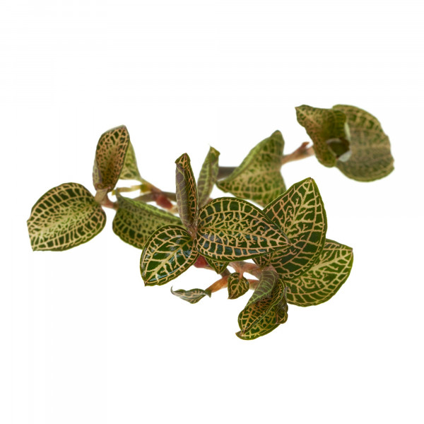 Macodes Anoectochilus roxburghii "Skeleton Hybride" 2
