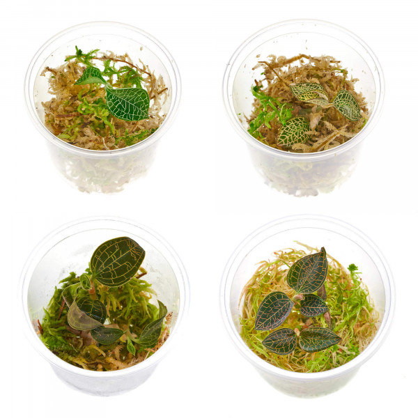 Juwelorchideen Set: 3-4 verschiedene Juwelorchideen (Macodes) | Terrarium - WabiKusa Set