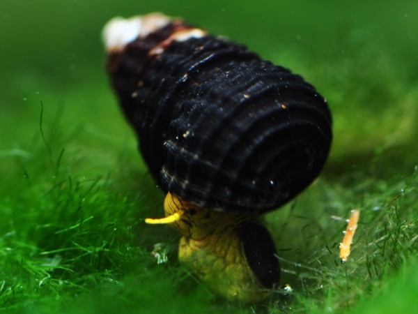 Tylomelania spec. mini yellow