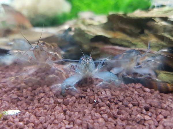 Blaue Monsterfächergarnele, Gabun-Riesenfächergarnele, Atya gabonensis