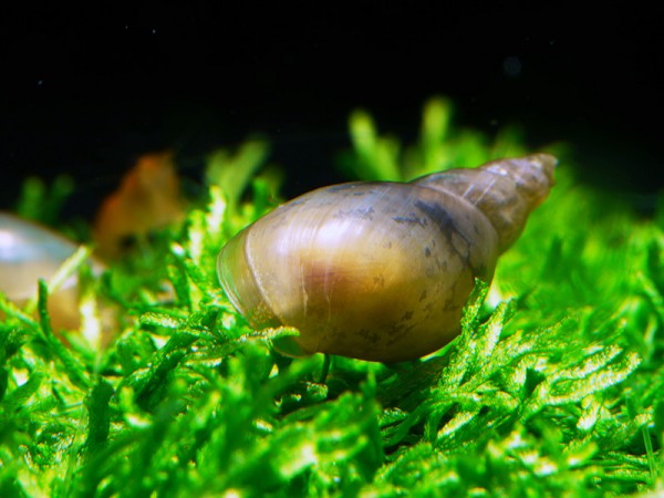 Spitzschlammschnecke | Lymnaea stagnalis