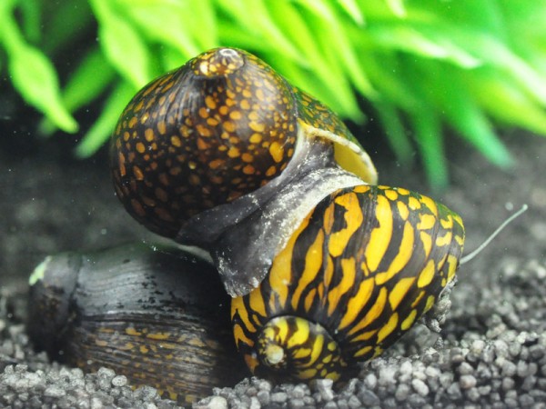 Rennschnecke-Batik-5